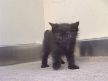 Domestic Short Hair Cats Available for Adoption in Sacramento, California - BRIGITTE | PetCurious