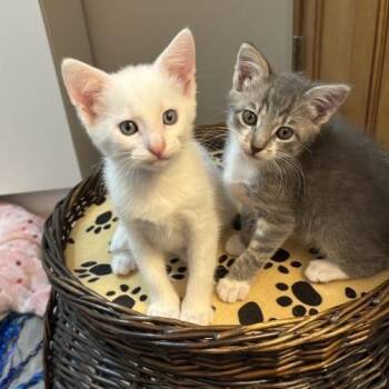 Dodger -  Domestic Short Hair Cat for Adoption in Greenwood, Missouri - Dodger | PetCurious