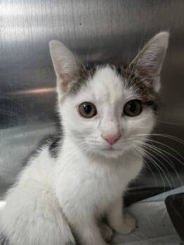 Rescue Domestic Short Hair Cats for Adoption in Simcoe, Ontario - Redgram | PetCurious