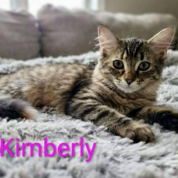 Kimberly -  Tabby Cat for Adoption in Wyandotte, Michigan - Kimberly | PetCurious