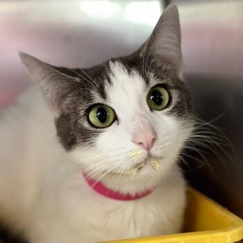 Domestic Short Hair Cats Available for Adoption in New York, New York - Aurora | PetCurious