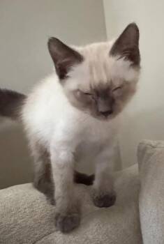Pikachu -  Siamese Cat for Adoption in Warrenville, South Carolina - Pikachu | PetCurious