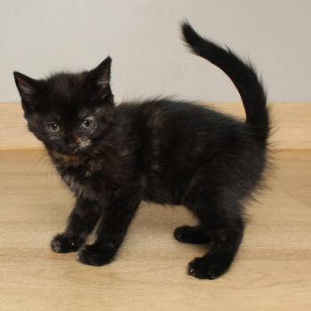 Domestic Short Hair Cats Available for Adoption in Minnetonka, Minnesota - Pepper C68490 | PetCurious