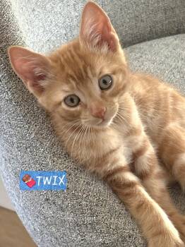 Twix -  Domestic Short Hair and Tabby Cat for Adoption in Yorba Linda, California - Twix | PetCurious