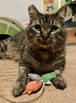 Mortise (Mortimer) -  Domestic Medium Hair and Tabby Cat for Adoption in Long Beach, California - Mortise (Mortimer) | PetCurious