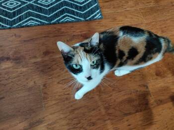 Shadow -  Calico and Domestic Short Hair Cat Available for Adoption in Fort Myers, Florida - Shadow | PetCurious