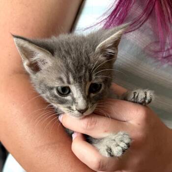 Rabbit -  Domestic Short Hair Cat for Adoption in Long Beach, California - Rabbit | PetCurious