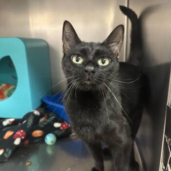 Mystic -  Domestic Short Hair Cat for Adoption in Titusville, Florida - Mystic | PetCurious