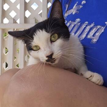 MERCURY (out of town) -  Domestic Short Hair Cat for Adoption in New York, New York - MERCURY (out Of Town) | PetCurious