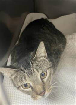 Rescue Domestic Short Hair Cats for Adoption in Killeen, Texas - VELVEETA | PetCurious