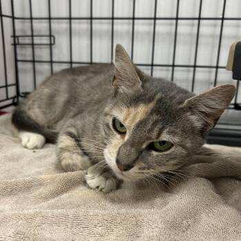Colors -  Domestic Short Hair Cat for Adoption in Coos Bay, Oregon - Colors | PetCurious