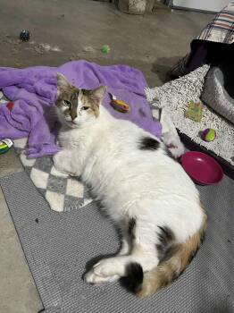 Rescue Calico and Domestic Short Hair Cats for Adoption in Cincinnati, Ohio - Whiskers | PetCurious