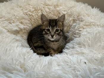 Domestic Short Hair Cats Available for Adoption in Pleasanton, California - Princess Peach | PetCurious