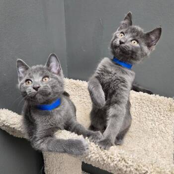 Casey -  Domestic Short Hair Cat for Adoption in Buffalo, New York - Casey | PetCurious
