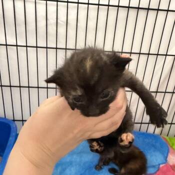 Eva -  Domestic Short Hair Cat for Adoption in Montgomery, Alabama - Eva | PetCurious