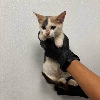 Celeste -  Domestic Short Hair Cat for Adoption in Abilene, Texas - Celeste | PetCurious