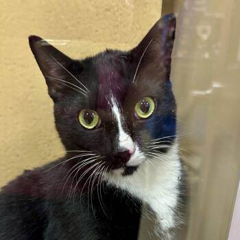 Domestic Short Hair Cats Available for Adoption in Sonora, California - Meatballs | PetCurious