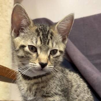 Rocket -  Domestic Short Hair Cat for Adoption in Middlebury, Vermont - Rocket | PetCurious