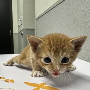 Domestic Short Hair Cats Available for Adoption in Tampa, Florida - Roman | PetCurious