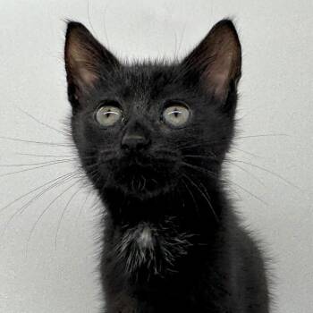 Violet -  Domestic Short Hair Cat for Adoption in Marshall, Virginia - Violet | PetCurious