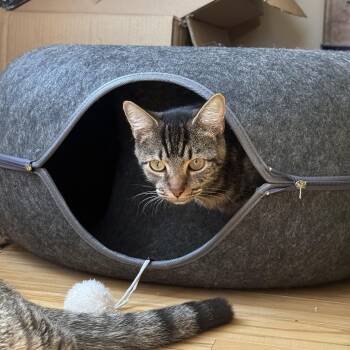 Simpson -  Domestic Short Hair Cat for Adoption in Richmond, Virginia - Simpson | PetCurious