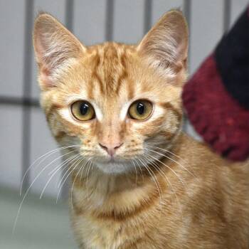 Tang Tang -  Domestic Short Hair Cat for Adoption in Chilliwack, British Columbia - Tang Tang | PetCurious
