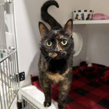 Domestic Short Hair and Tortoiseshell Cats Available for Adoption - Lorinda | PetCurious