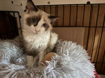 BABY BLUE -  Domestic Medium Hair Cat for Adoption in Beaumont, California - BABY BLUE | PetCurious