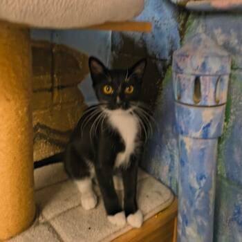 Maki -  Domestic Short Hair Cat for Adoption in Laredo, Texas - Maki | PetCurious
