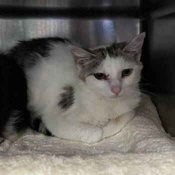 TOAD -  Domestic Short Hair Cat for Adoption - TOAD | PetCurious