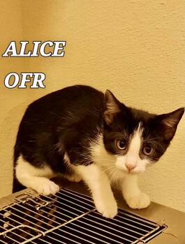 Alice -  Domestic Short Hair Cat for Adoption in Owasso, Oklahoma - Alice | PetCurious