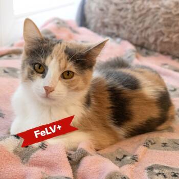 Rescue Domestic Short Hair Cats for Adoption in Mckean, Pennsylvania - Lucy | PetCurious