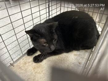 STARRY -  Domestic Short Hair Cat for Adoption in Ocala, Florida - STARRY | PetCurious