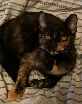 Tortoiseshell Cats Available for Adoption in Woodmere, New York - Linda  | PetCurious