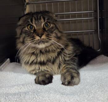 Doorknob -  Domestic Long Hair and Scottish Fold Cat for Adoption in Vancouver, Washington - Doorknob | PetCurious