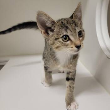 Biscuit Maker 5000 -  Domestic Short Hair Cat for Adoption in Phoenix, Arizona - Biscuit Maker 5000 | PetCurious