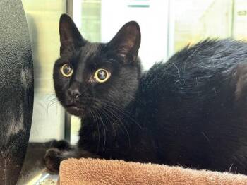 CLYDE -  Domestic Short Hair Cat for Adoption in Pueblo, Colorado - CLYDE | PetCurious