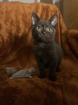 Eevee -  Domestic Short Hair Cat for Adoption in Sherwood, Oregon - Eevee | PetCurious