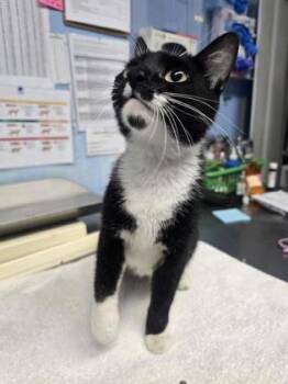 Mrs. Monopoly -  Domestic Short Hair Cat for Adoption in Roseville, California - Mrs. Monopoly | PetCurious