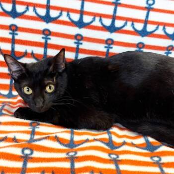 Mama Lake -  Domestic Short Hair Cat for Adoption in Mt. Juliet, Tennessee - Mama Lake | PetCurious