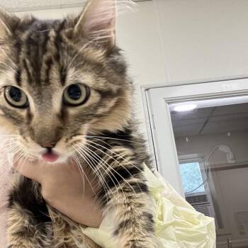 Rookie -  Domestic Medium Hair Cat for Adoption in Pekin, Illinois - Rookie | PetCurious