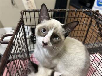 SASSY -  Snowshoe Cat for Adoption in Modesto, California - SASSY | PetCurious