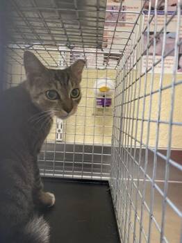 JESSICA -  Domestic Short Hair Cat for Adoption in Fort Myers, Florida - JESSICA | PetCurious