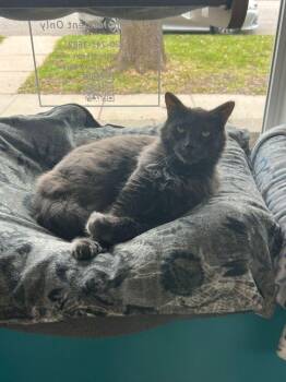 Bill -  Domestic Long Hair Cat for Adoption in Mcpherson, Kansas - Bill | PetCurious