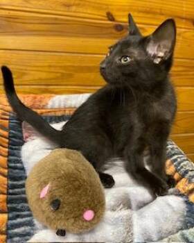 John McVie -  Domestic Short Hair Cat for Adoption in Southern Pines, North Carolina - John McVie | PetCurious