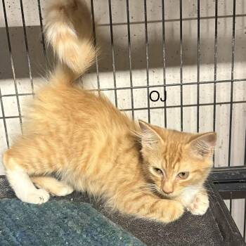 OJ  ( th) -  Domestic Short Hair Cat for Adoption in White Bluff, Tennessee - OJ  ( Th) | PetCurious