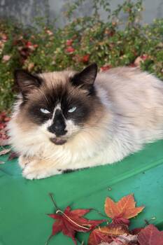 Rescue Siamese Cats for Adoption in Beaverton, Oregon - Halen | PetCurious