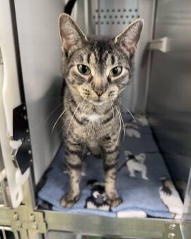 Domestic Short Hair Cats Available for Adoption - Piper | PetCurious