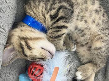 Gomez -  Domestic Short Hair Cat for Adoption in Parma, Ohio - Gomez | PetCurious