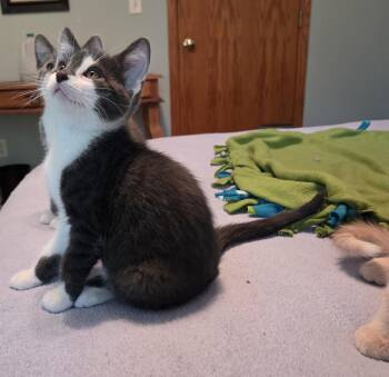 Jedi -  Domestic Short Hair Cat for Adoption in River Falls, Wisconsin - Jedi | PetCurious